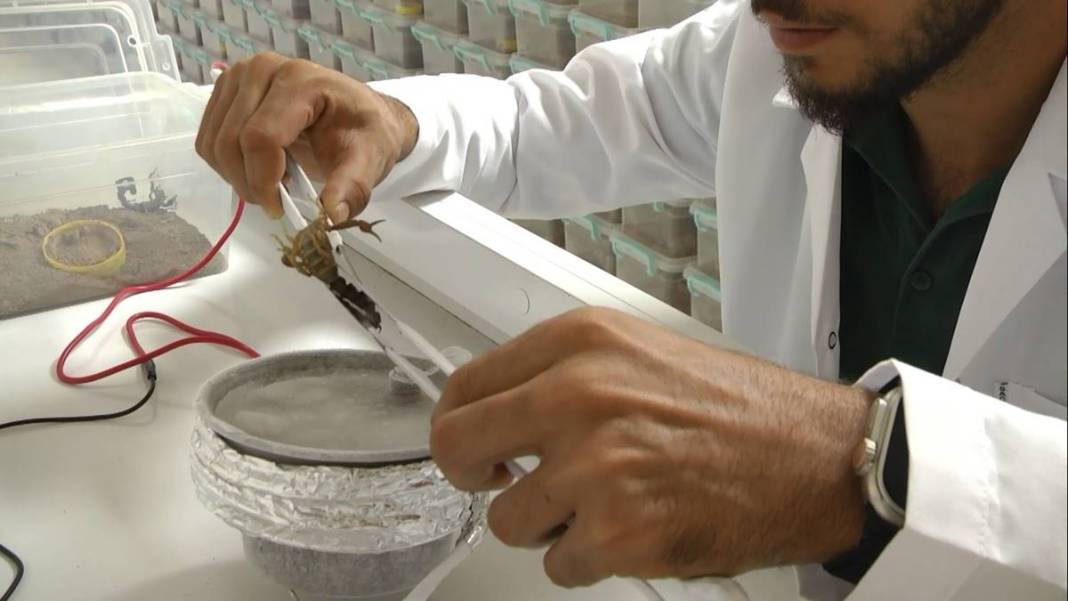 Çiftlikte üretip dünyanın dört bir yanına satıyor! Sadece 1 gramı bile küçük bir servet değerinde 6